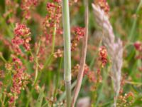 Holcus lanatus Stensjöstrands NR, Falkenberg, Halland, Sweden 20210622_0019