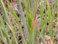 Holcus lanatus Vanningen, Vellinge, Skåne, Sweden 20240616_0476