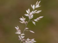 Holcus mollis Gyeholmen, Falsterbohalvön, Vellinge, Skåne, Sweden 20160617_0201