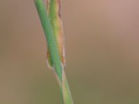 Holcus mollis Gyeholmen, Falsterbohalvön, Vellinge, Skåne, Sweden 20160617_0204