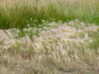 Hordeum jubatum Lagunens småbåtshamn, Ribersborg, Malmö, Skåne, Sweden 20160725_0043