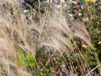 Hordeum jubatum Swedechrome, Norra hamnen, Malmö, Skåne, Sweden 20150724_0074