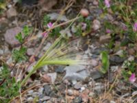 Hordeum jubatum Elbegatan, Malmö, Skåne, Sweden 20150614_0062