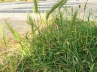 Hordeum murinum Norra Friluftsstaden, Malmö, Skåne, Sweden 20150613 IMG_2250