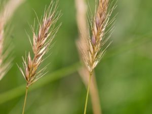 Hordeum secalinum - Meadow Barley - Ängskorn