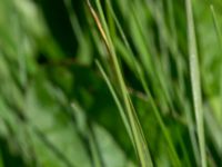 Hordeum secalinum Västeråker, Löddeåns mynning, Lomma, Skåne, Sweden 20160721_0036