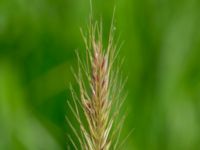 Hordeum secalinum Västeråker, Löddeåns mynning, Lomma, Skåne, Sweden 20160721_0038