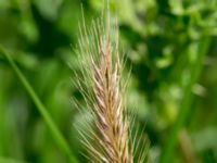 Hordeum secalinum Västeråker, Löddeåns mynning, Lomma, Skåne, Sweden 20160721_0039