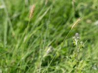 Hordeum secalinum Västeråker, Löddeåns mynning, Lomma, Skåne, Sweden 20160721_0043