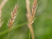 Hordeum secalinum Västeråker, Löddeåns mynning, Lomma, Skåne, Sweden 20160721_0049