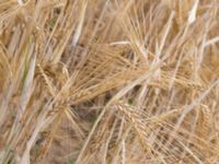 Hordeum vulgare var. distichon Hammar, Ystad, Skåne, Sweden 20160727_0071