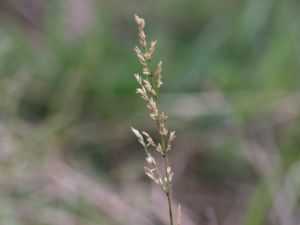 Koeleria glauca - Tofsäxing