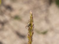 Koeleria glauca Everöds järnvägsbank, Kristianstad, Skåne, Sweden 20190623_0142