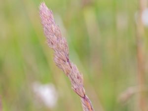 Koeleria macrantha - Prairie Junegrass - Fin tofsäxing