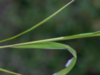 Leersia oryzoides Sjöaltesjön, Laholm, Halland, Sweden 20180711_0134