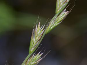 Lolium multiflorum - Italian Rye-grass - Italienskt rajgräs