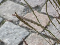 Lolium perenne Centralen, Malmö, Skåne, Sweden 20150619_0001