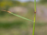 Lolium perenne Svanetorpsvägen, Åkarp, Lomma, Skåne, Sweden 20150603_0047