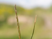 Lolium perenne Svanetorpsvägen, Åkarp, Lomma, Skåne, Sweden 20150603_0053