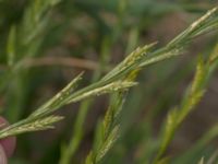 Lolium perenne Vångavägen, Malmö, Skåne, Sweden 20190630_0111