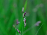 Melica uniflora Borgholms alvar, Borgholm, Öland, Sweden 20190525_0036