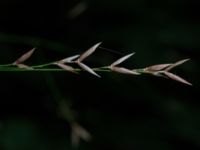 Melica uniflora Hunneröds mosse, Skurup, Skåne, Sweden 20170713_0085