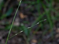 Melica uniflora Prästängen NR, Ängeöholm, Skåne, Sweden 20180711_0068