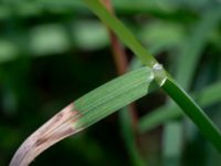 Melica uniflora Prästängen NR, Ängeöholm, Skåne, Sweden 20180711_0069