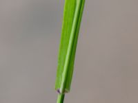 Melica uniflora Pydden, Holmeja, Svedala, Skåne, Sweden 20160617_0150