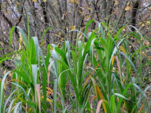 Miscanthus × ogiformis - Elefantmiskantus