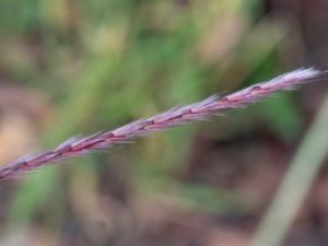 Miscanthus sinensis - Chinese Silvergrass - Glansmiskantus