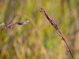 Molinia caerulea - Purple Moor-grass - Blåtåtel