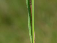 Molinia caerulea Gyetorpskärret, Kristianstad, Skåne, Sweden 20160628_0169