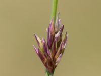 Molinia caerulea Gyetorpskärret, Kristianstad, Skåne, Sweden 20160628_0171