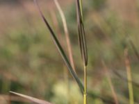 Molinia caerulea Skanörs ljung, Falsterbohalvön, Vellinge, Skåne, Sweden 20150823_0017