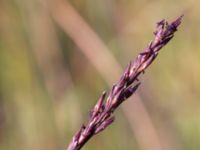 Molinia caerulea Skanörs ljung, Falsterbohalvön, Vellinge, Skåne, Sweden 20150823_0019