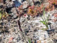 Molinia caerulea Skanörs ljung, Falsterbohalvön, Vellinge, Skåne, Sweden 20150823_0025