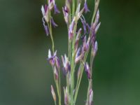 Molinia caerulea ssp. caerulea Lärkesholmssjön, Örkelljunga, Skåne, Sweden 20180711_0171