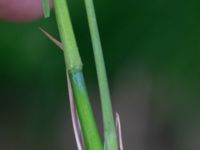 Molinia caerulea ssp. caerulea Lärkesholmssjön, Örkelljunga, Skåne, Sweden 20180711_0173