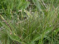 Nardus stricta Kungsmarken, Lund, Skåne, Sweden 20160528_0015