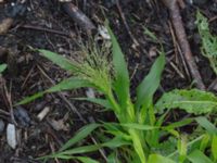 Panicum capillare Sliparebacken, Lund, Skåne, Sweden 20171014_0078