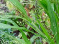 Panicum capillare Ulricedal, Malmö, Skåne, Sweden 20200821_0015