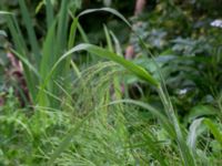 Panicum capillaris Katrinetorp, Malmö, Skåne, Sweden 20170827_0005