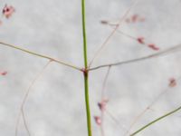 Panicum virgatum Boställsvägen, Lund, Skåne, Sweden 20180804_0009