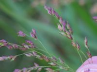 Panicum virgatum Varvsparken, Västra hamnen, Malmö, Skåne, Sweden 20190907_0171