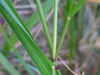 Panicum virgatum Varvsparken, Västra hamnen, Malmö, Skåne, Sweden 20190907_0172