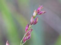 Panicum virgatum Varvsparken, Västra hamnen, Malmö, Skåne, Sweden 20190907_0176