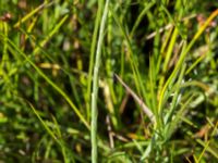 Parapholis strigosa Gessie ängar, Vellinge, Skåne, Sweden 20170704_0130