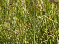 Parapholis strigosa Gessie ängar, Vellinge, Skåne, Sweden 20170704_0142