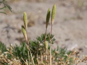 Phleum arenarium - Sand Cat's-tail - Sandtimotej